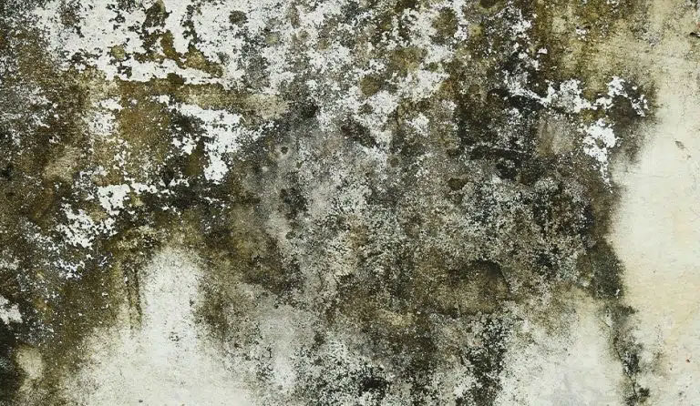 mold-remediation